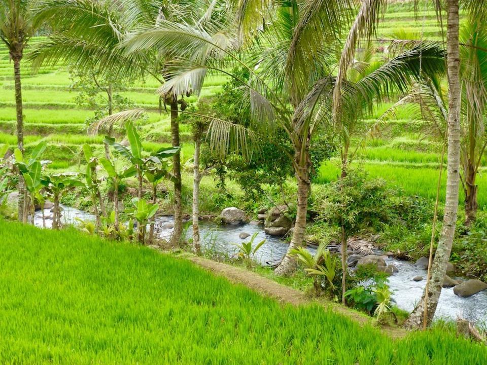 Bali Mountain Retreat Villa Selemadeg  Luaran gambar