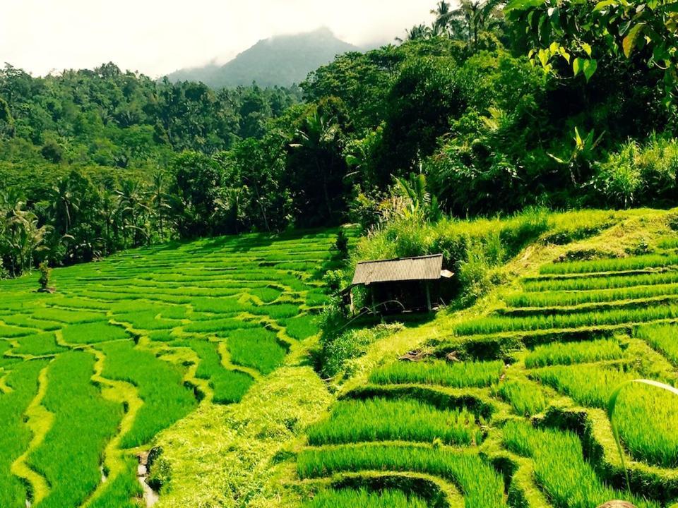 Bali Mountain Retreat Villa Selemadeg  Luaran gambar